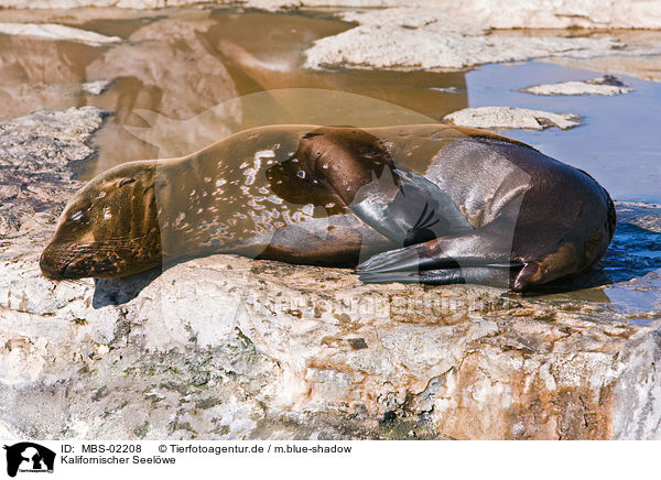 Kalifornischer Seelwe / California sea lion / MBS-02208