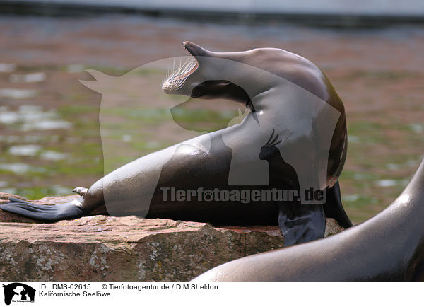 Kalifornische Seelwe / sea lion / DMS-02615