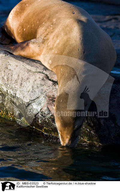 Kalifornischer Seelwe / sea lion / MBS-03523