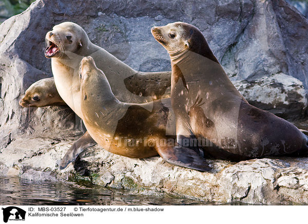 Kalifornische Seelwen / sea lions / MBS-03527