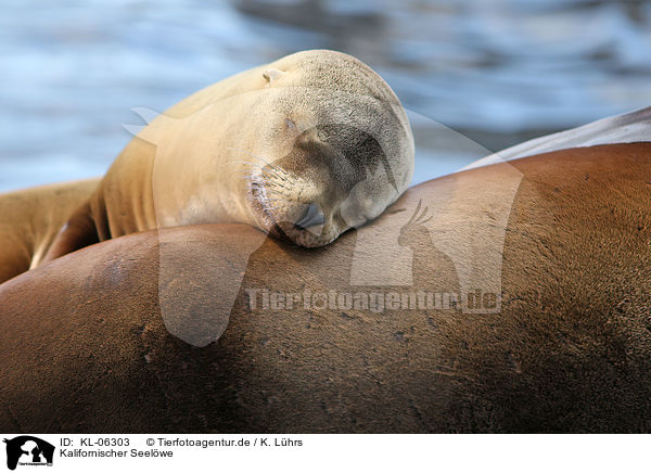 Kalifornischer Seelwe / California sea lion / KL-06303