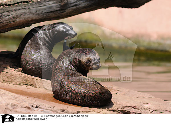 Kalifornischer Seelwen / sea lions / DMS-05519
