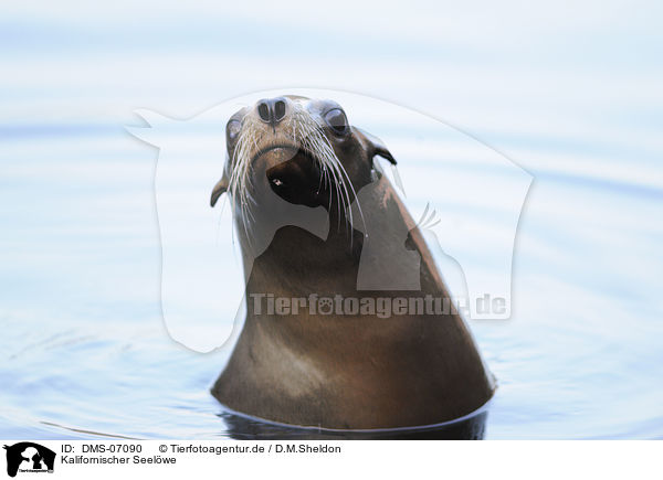 Kalifornischer Seelwe / California sea lion / DMS-07090