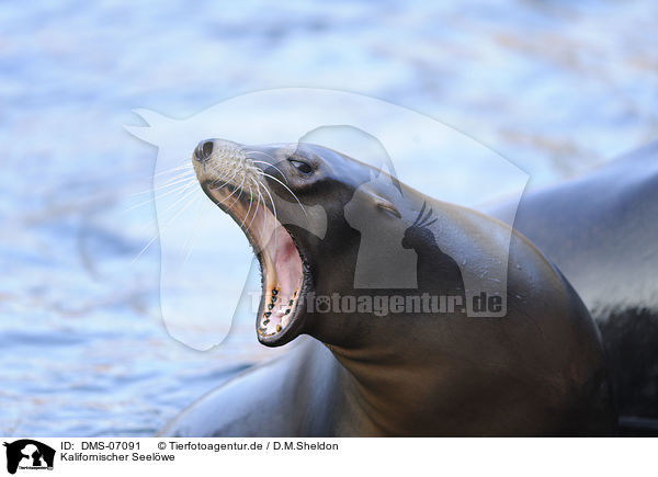 Kalifornischer Seelwe / California sea lion / DMS-07091