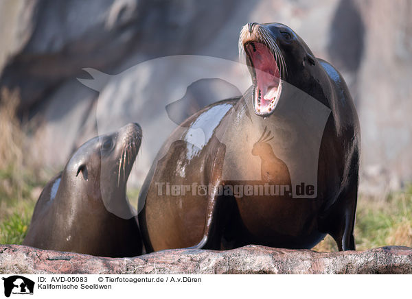 Kalifornische Seelwen / California sea lions / AVD-05083