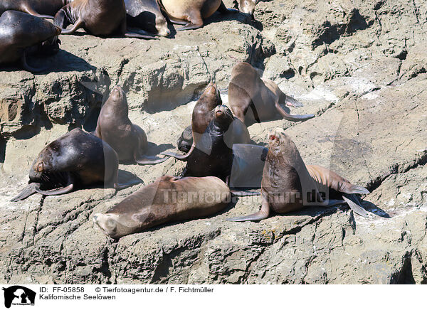 Kalifornische Seelwen / California sea lions / FF-05858