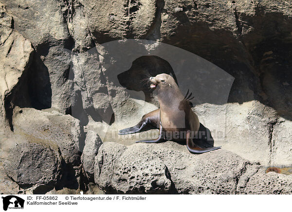 Kalifornischer Seelwe / California sea lion / FF-05862