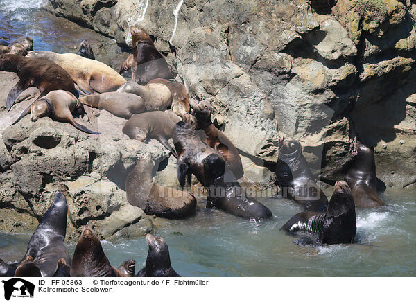 Kalifornische Seelwen / California sea lions / FF-05863