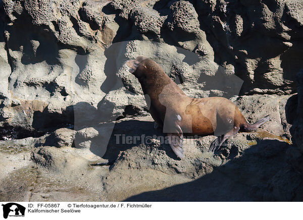 Kalifornischer Seelwe / California sea lion / FF-05867