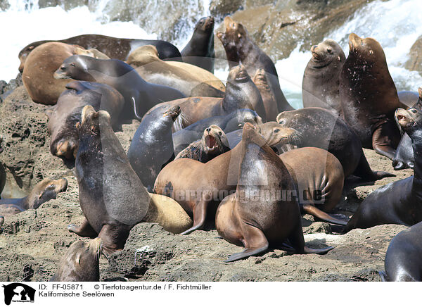 Kalifornische Seelwen / California sea lions / FF-05871