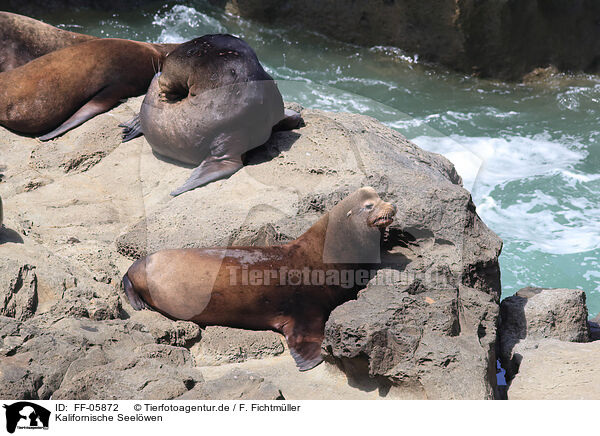 Kalifornische Seelwen / California sea lions / FF-05872