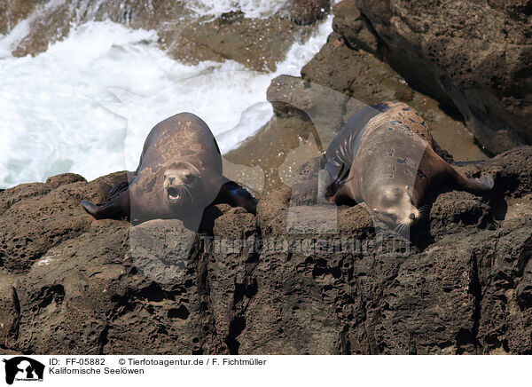 Kalifornische Seelwen / California sea lions / FF-05882
