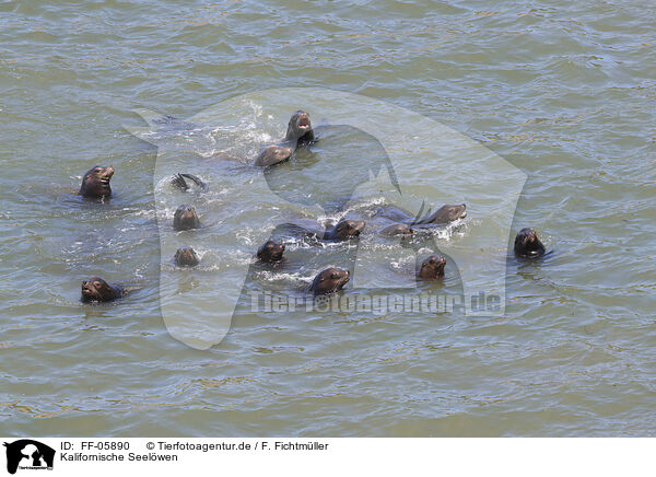 Kalifornische Seelwen / California sea lions / FF-05890