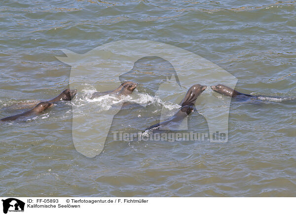 Kalifornische Seelwen / California sea lions / FF-05893