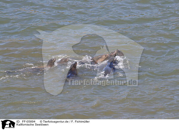Kalifornische Seelwen / California sea lions / FF-05894