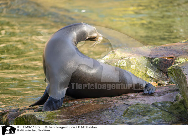 Kalifornischer Seelwe / California sea lion / DMS-11639