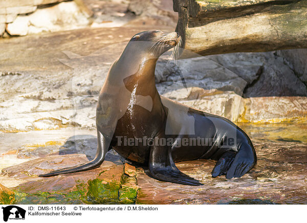 Kalifornischer Seelwe / California sea lion / DMS-11643