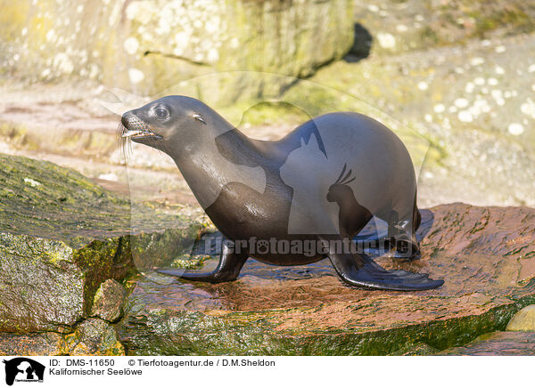 Kalifornischer Seelwe / California sea lion / DMS-11650