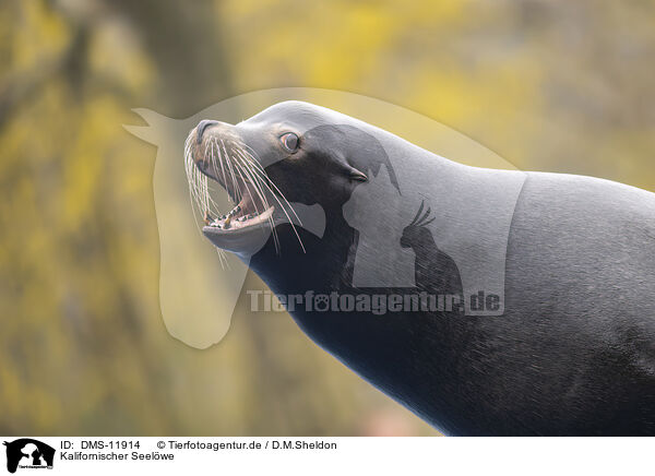 Kalifornischer Seelwe / California sea lion / DMS-11914