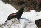 Kalifornischer Seelöwe