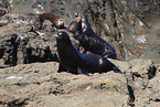 Kalifornische Seelöwen