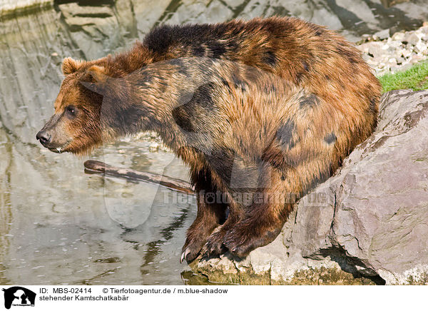 stehender Kamtschatkabr / standing Kamtschatka bear / MBS-02414