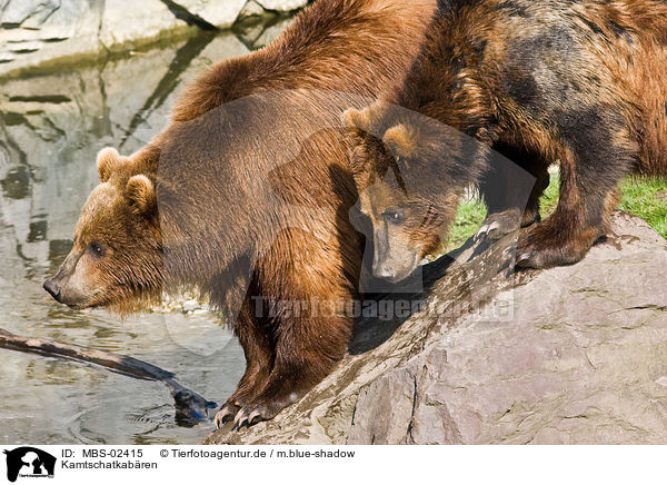 Kamtschatkabren / Kamtschatka bears / MBS-02415