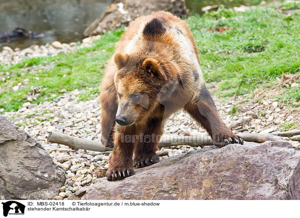 stehender Kamtschatkabr / standing Kamtschatka bear / MBS-02418