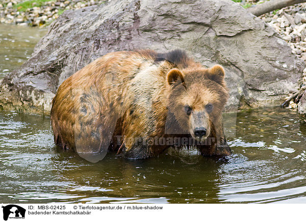 badender Kamtschatkabr / bathing Kamtschatka bear / MBS-02425