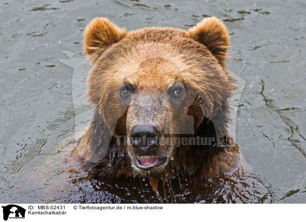Kamtschatkabr / Kamtschatka bear / MBS-02431