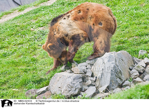 stehender Kamtschatkabr / standing Kamtschatka bear / MBS-02433