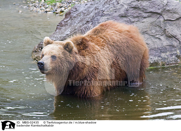 badender Kamtschatkabr / bathing Kamtschatka bear / MBS-02435