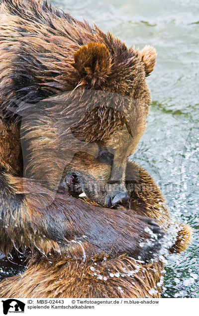 spielende Kamtschatkabren / playing Kamtschatka bears / MBS-02443