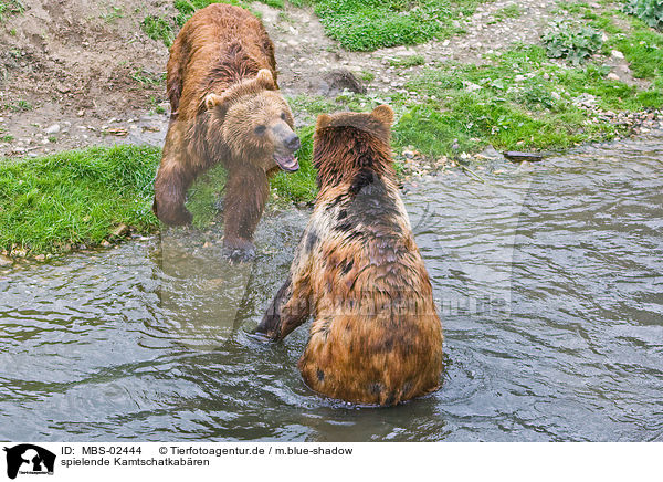 spielende Kamtschatkabren / playing Kamtschatka bears / MBS-02444
