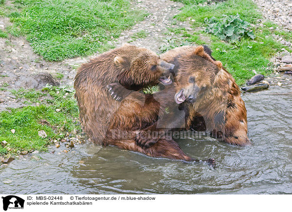 spielende Kamtschatkabren / playing Kamtschatka bears / MBS-02448