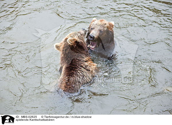 spielende Kamtschatkabren / playing kamchatka bears / MBS-02625