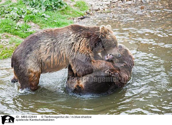 spielende Kamtschatkabren / playing kamchatka bears / MBS-02644