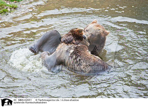 spielende Kamtschatkabren / playing kamchatka bears / MBS-02651