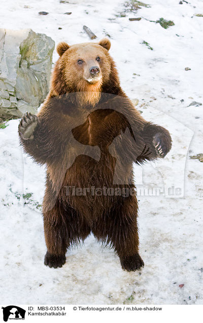 Kamtschatkabr / Kamtchatka bear / MBS-03534