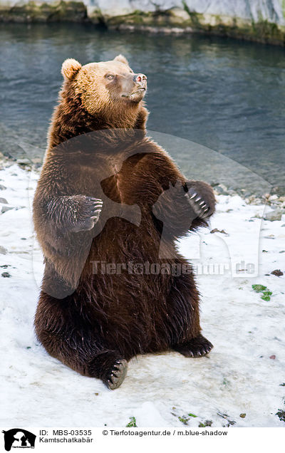 Kamtschatkabr / Kamtchatka bear / MBS-03535