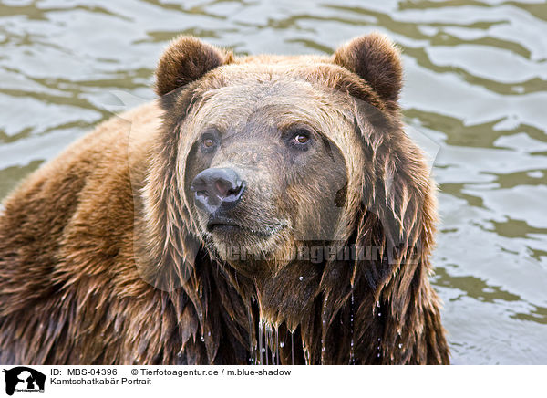 Kamtschatkabr Portrait / Siberian bear portrait / MBS-04396