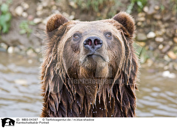 Kamtschatkabr Portrait / Siberian bear portrait / MBS-04397