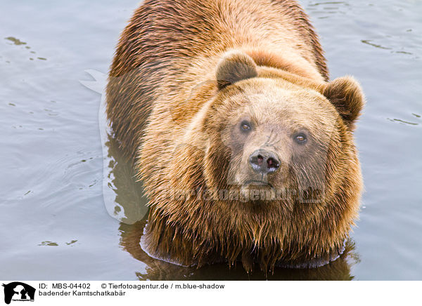 badender Kamtschatkabr / bathing Siberian bear / MBS-04402