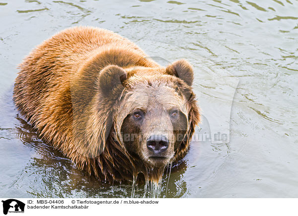 badender Kamtschatkabr / bathing Siberian bear / MBS-04406