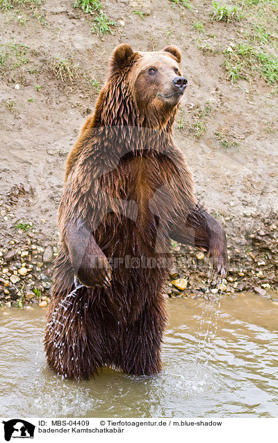 badender Kamtschatkabr / bathing Siberian bear / MBS-04409