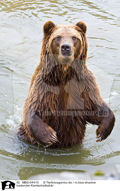 badender Kamtschatkabr / bathing Siberian bear / MBS-04410