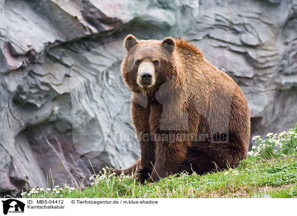 Kamtschatkabr / Siberian bear / MBS-04412
