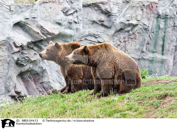 Kamtschatkabren / Siberian bears / MBS-04413