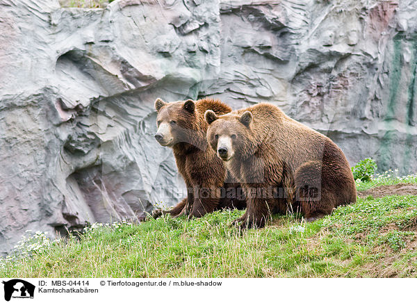 Kamtschatkabren / Siberian bears / MBS-04414