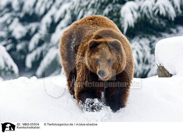 Kamtschatkabr / Kamtschatka bear / MBS-05504